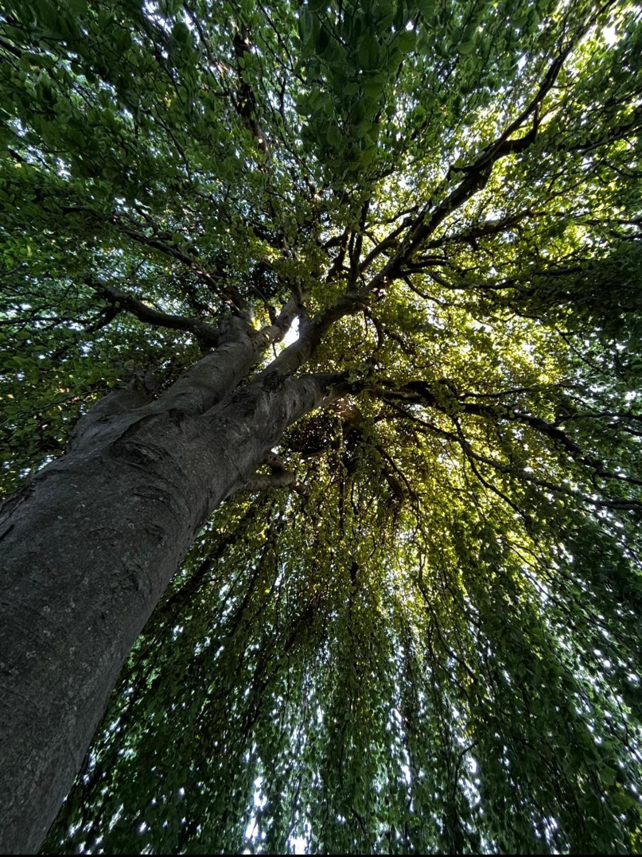 شقة Maestrale Nebbiuno المظهر الخارجي الصورة